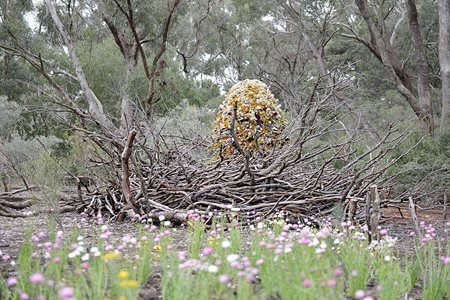 Sally Stoneman, Woven Wildernest, 2017. Kings Park Festival. Photographer: Sue-Lyn Moyle Sally Stoneman, Woven Wildernest, 2017. Kings Park Festival. Photographer: Sue-Lyn Moyle