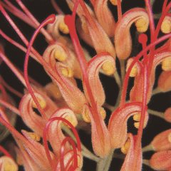 Margie Oldfield, Grevillea, 2015, 100 x 100cm, weatherproof aluminium print