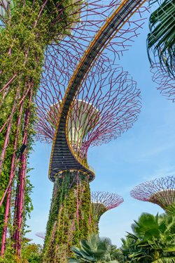 Singapore Supertrees in garden by the bay at Bay South Singapore. Image Cornfield /Shutterstock